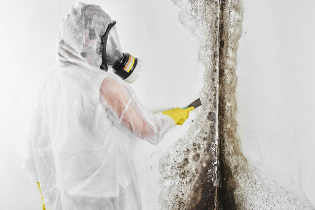 Best White Mold Remediation in St Charles, MI