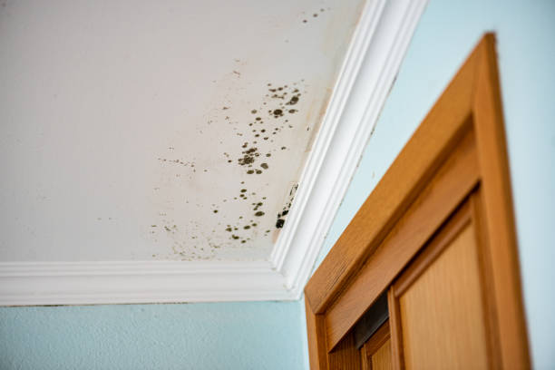 Best Insurance-Related Mold Remediation in St Charles, MI