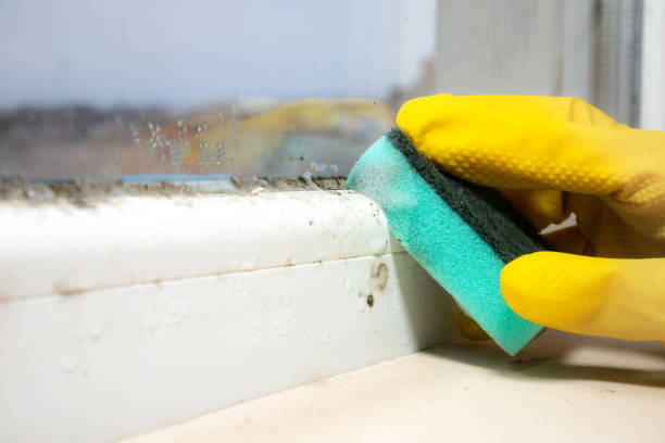 Best Residential Mold Remediation in St Charles, MI