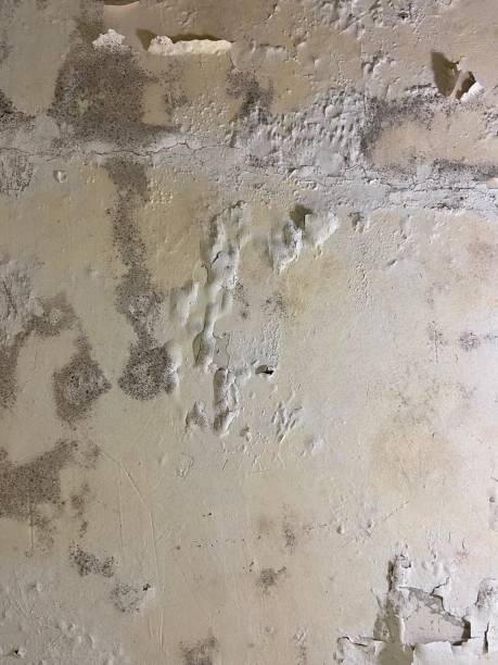 Best Basement Mold Remediation in St Charles, MI