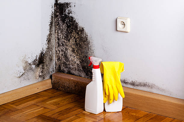 Best Mold Testing and Inspection Services in St Charles, MI