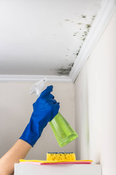 Best White Mold Remediation in St Charles, MI